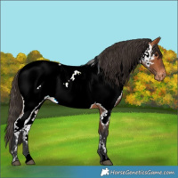 Horse Color:White Spotted Bay Near Fewspot 