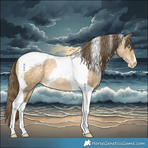 Horse Color:Brown Snowdrop Tobiano Appaloosa 