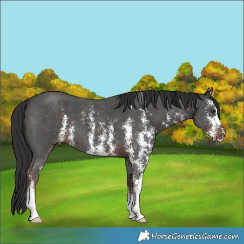 Horse Color:Liver Chestnut Sabino
