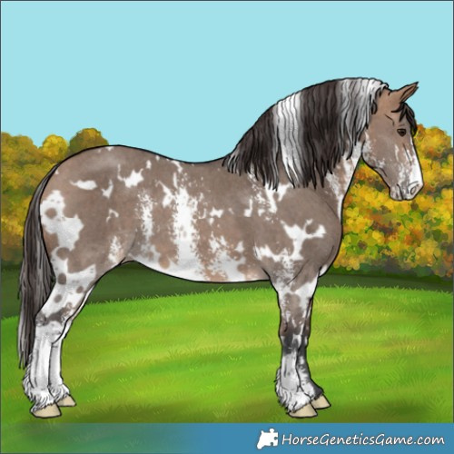 Horse Color:White Spotted Bay Dun Sabino Varnish 