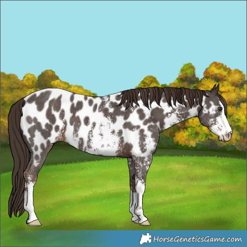 Horse Color:Liver Chestnut Sabino Near Leopard
