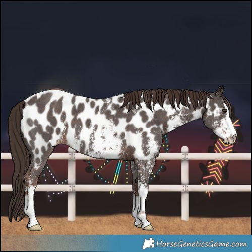 Horse Color:Liver Chestnut Sabino Near Leopard 