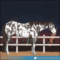 Horse Color:Liver Chestnut Sabino Near Leopard 