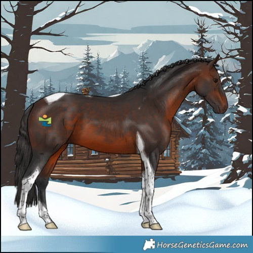 Horse Color:Brown Tobiano 