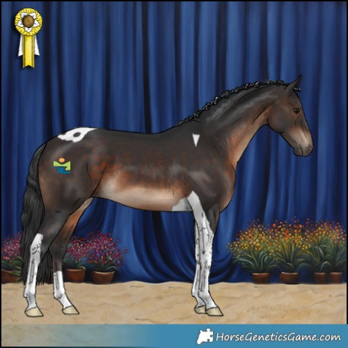 Horse Color:Brown Tobiano 