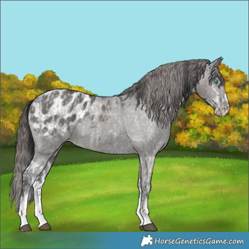 Horse Color:Blue Roan Splash and Grullo Sabino Blanket