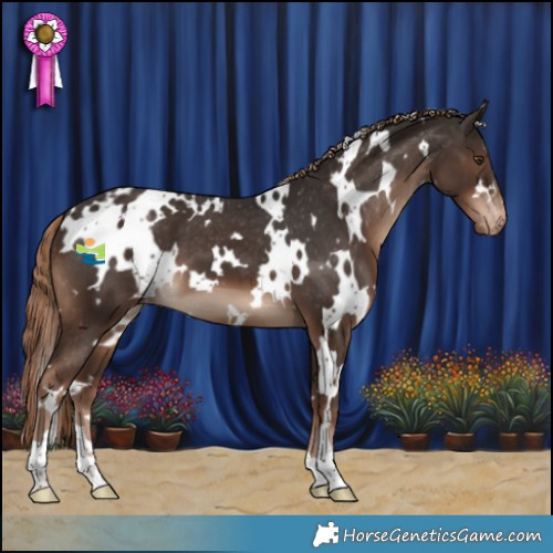 Horse Color:White Spotted Liver Chestnut Appaloosa 