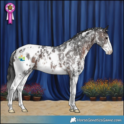Horse Color:White Spotted Brown Sabino Appaloosa 