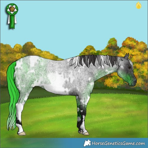 Horse Color:White Spotted Smoky Blue Ice Roan 