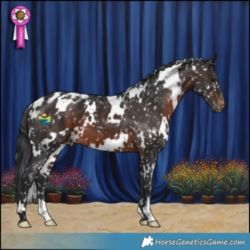 Horse Color:White Spotted Brown Appaloosa 