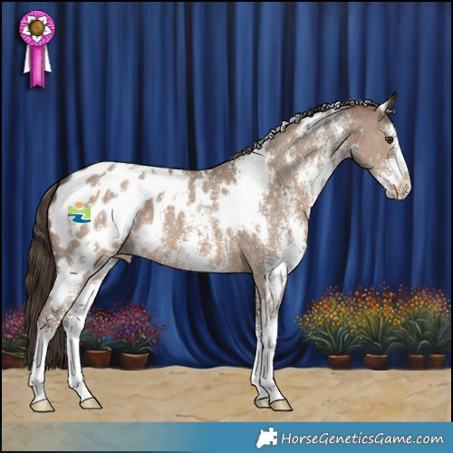 Horse Color:White Spotted Liver Red Dun Sabino Appaloosa 