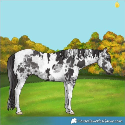 Horse Color:White Spotted Smoky Black Ice Tobiano 