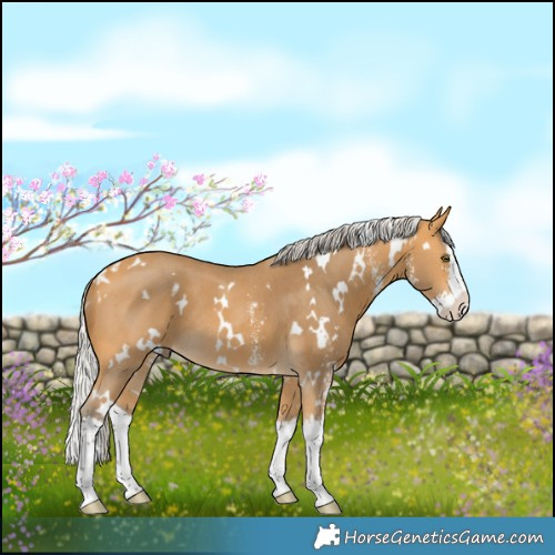 Horse Color:White Spotted Silver Buckskin Sabino Splash