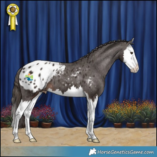Horse Color:Liver Chestnut Splash Appaloosa 