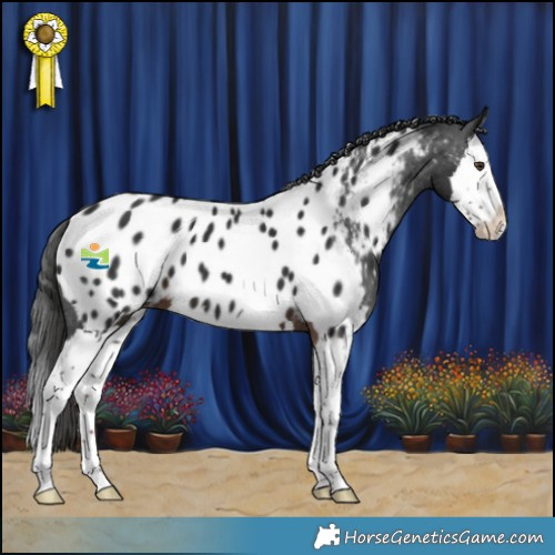 Horse Color:Liver Chestnut Splash Appaloosa 