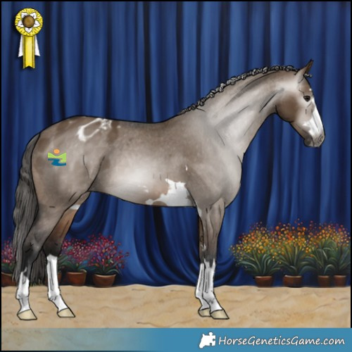 Horse Color:Gray Bay Dun Appaloosa 