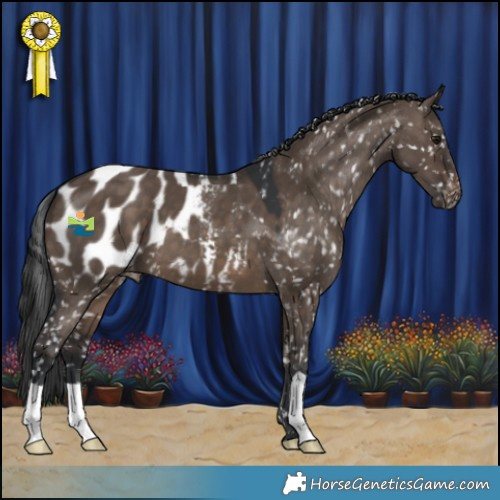 Horse Color:Brown Dun Appaloosa 