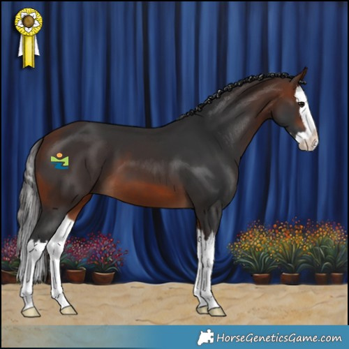 Horse Color:Bay Splash 