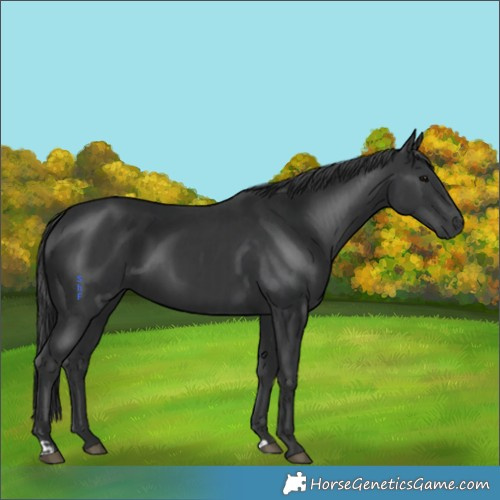 Horse Color:Black  and Black 