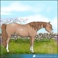 Horse Color:Black Pearl Sabino 