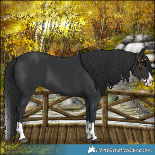 Horse Color:Black Splash