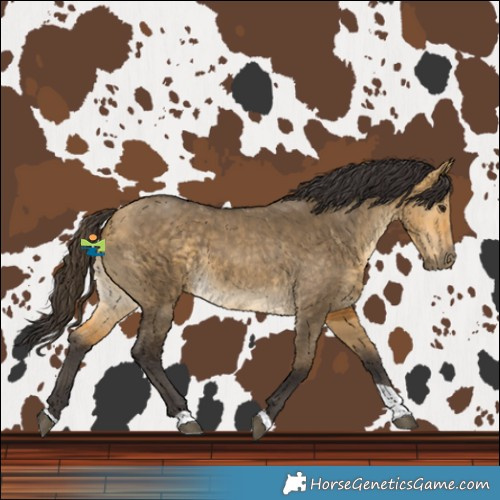 Horse Color:Buckskin Dun Tobiano 