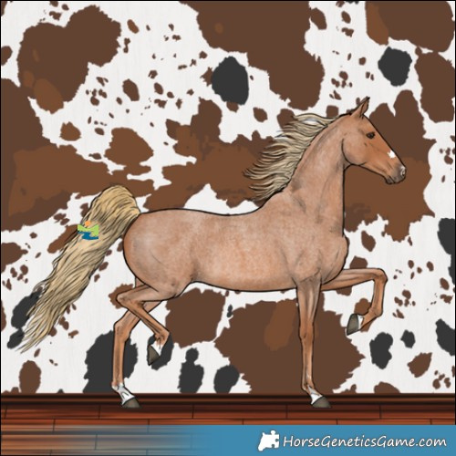 Horse Color:Red Roan Rabicano 