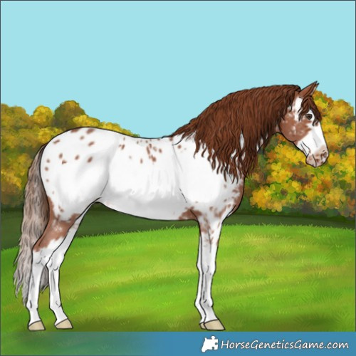 Horse Color:Chestnut Sabino Splash Frame Appaloosa 