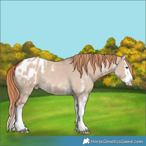 Horse Color:Red Dun Sabino Splash Appaloosa 
