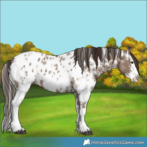 Horse Color:Liver Red Dun Sabino Splash Appaloosa 