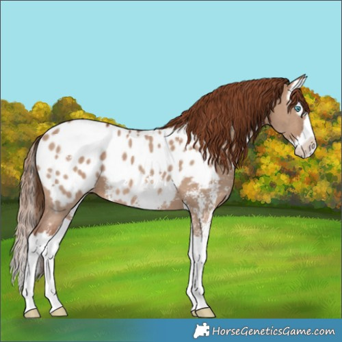Horse Color:Red Dun Sabino Splash Appaloosa 
