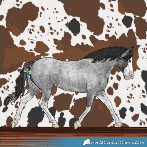Horse Color:Blue Roan Splash 