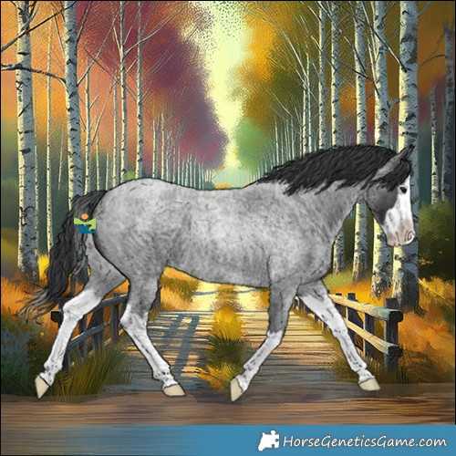 Horse Color:Blue Roan Splash