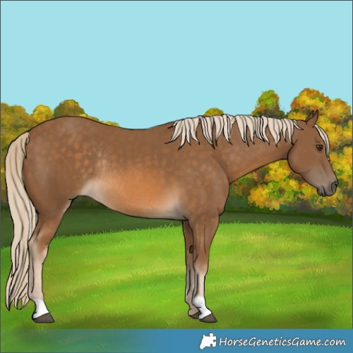 Horse Color:Chocolate Palomino Rabicano 
