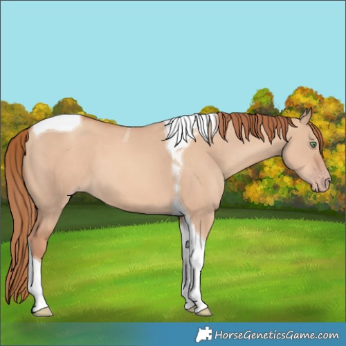 Horse Color:Gold Champagne Dun Tobiano 