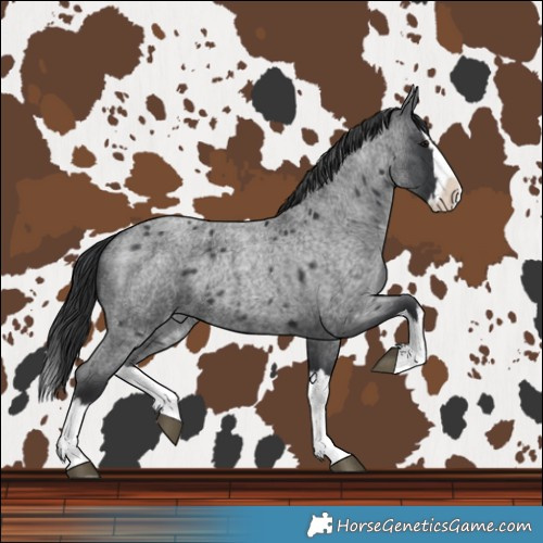 Horse Color:Blue Roan Splash 
