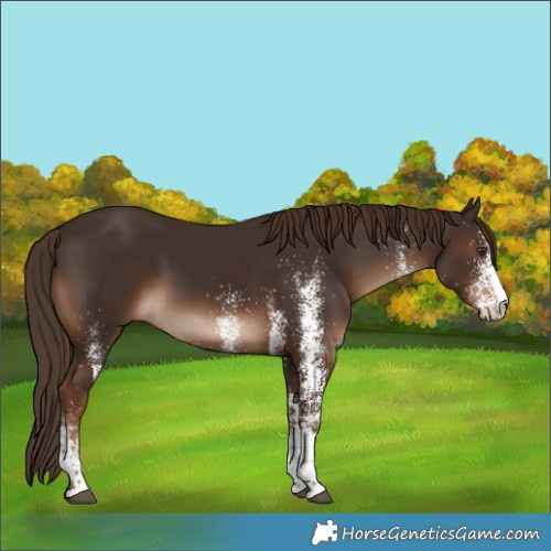 Horse Color:White Spotted Liver Chestnut 