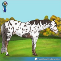 Horse Color:Liver Chestnut Skewed LP Spotted