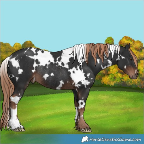 Horse Color:White Spotted Liver Chestnut Rabicano 