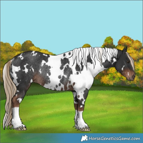 Horse Color:White Spotted Liver Chestnut Rabicano 