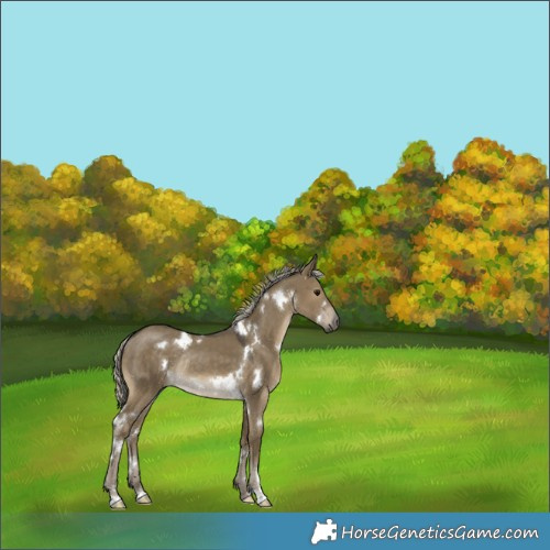 Horse Color:White Spotted Silver Smoky Grullo Rabicano 