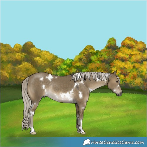 Horse Color:White Spotted Silver Smoky Grullo Rabicano