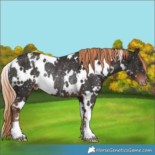 Horse Color:White Spotted Liver Chestnut Appaloosa Rabicano 
