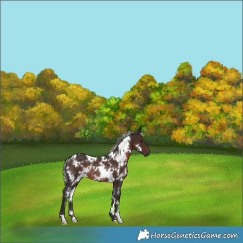 Horse Color:White Spotted Silver Brown Rabicano 
