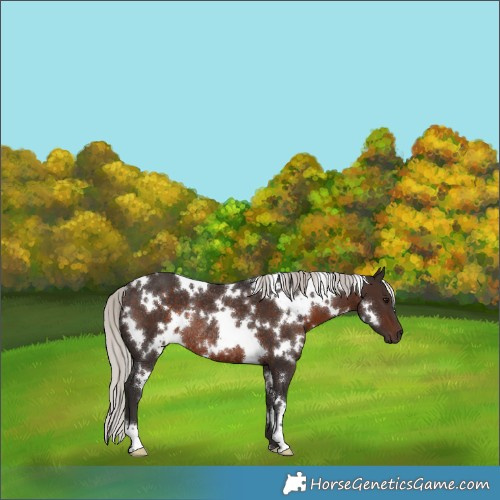 Horse Color:White Spotted Silver Brown Rabicano