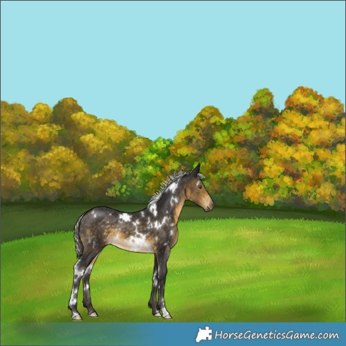 Horse Color:White Spotted Silver Buckskin Rabicano 