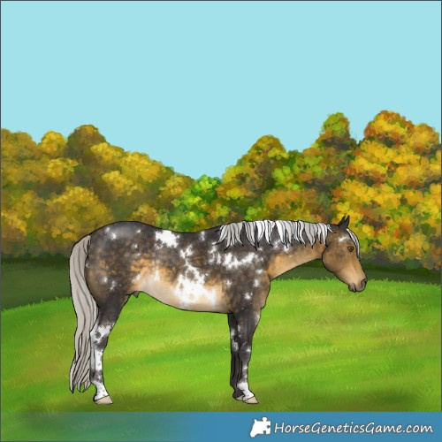 Horse Color:White Spotted Silver Buckskin Rabicano 