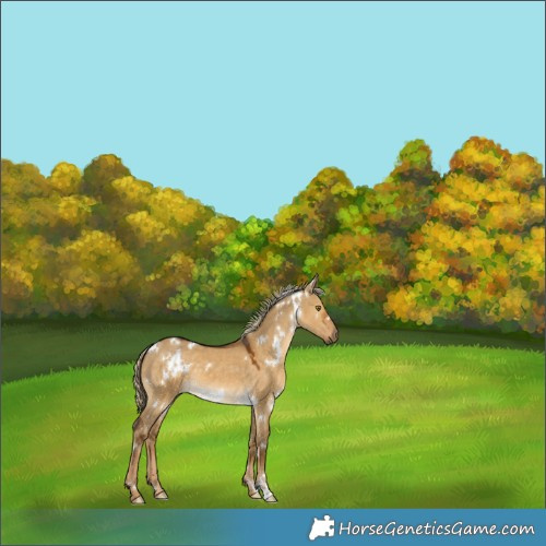 Horse Color:White Spotted Chocolate Palomino Dun 