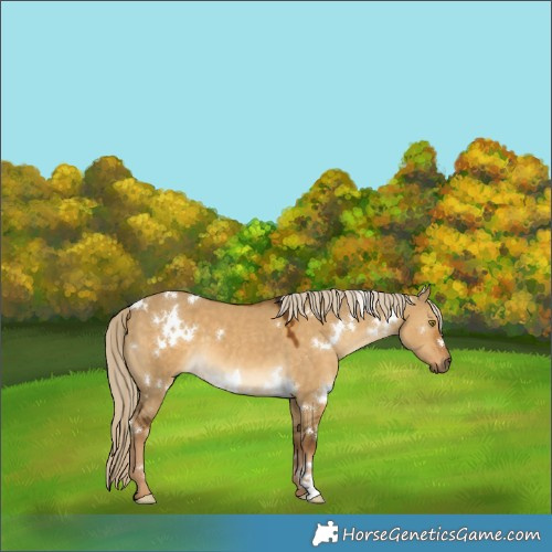 Horse Color:White Spotted Chocolate Palomino Dun 