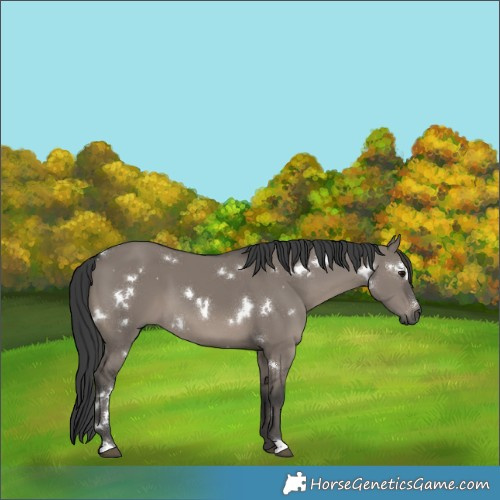 Horse Color:White Spotted Grullo 